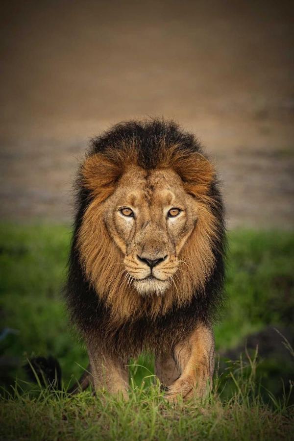 The Postcard Gir Wildlife Sanctuary Hotel Sasan Gir Exterior photo