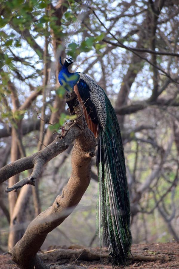The Postcard Gir Wildlife Sanctuary Hotel Sasan Gir Exterior photo
